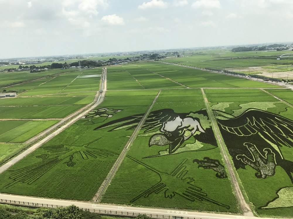foto arroz.JPG